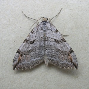 Treble-bar (Aplocera plagiata)