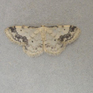 Treble Brown Spot (Idaea trigeminata)