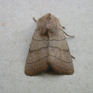 Treble Lines (Charanyca trigrammica)