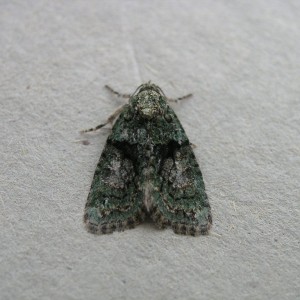 Tree-lichen Beauty (Cryphia algae)