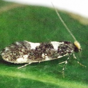 (Triaxomera fulvimitrella)