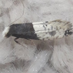 Tapestry Moth (Trichophaga tapetzella)