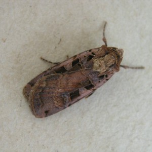 Triple-spotted Clay (Xestia ditrapezium)