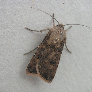 Turnip Moth (Agrotis segetum)