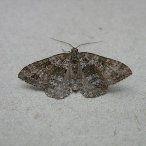 Twin-spot Carpet (Mesotype didymata)