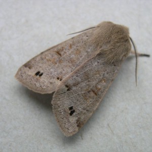 Twin-spotted Quaker (Anorthoa munda)