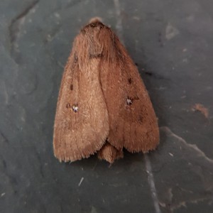 Twin-spotted Wainscot (Lenisa geminipuncta)