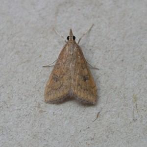 Rusty Dot Pearl (Udea ferrugalis)