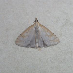 (Udea lutealis)