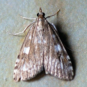 (Udea olivalis)