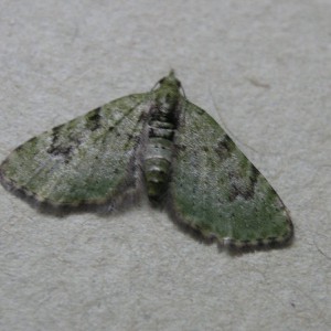 The V-Pug (Chloroclystis v-ata)