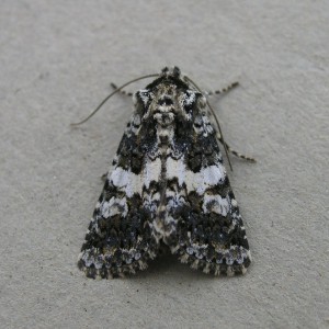 Varied Coronet (Hadena compta)