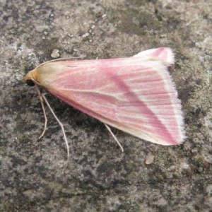 The Vestal (Rhodometra sacraria)