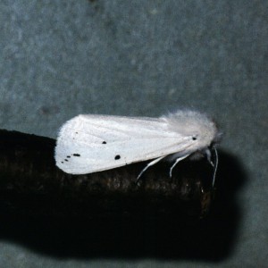 Water Ermine (Spilosoma urticae)