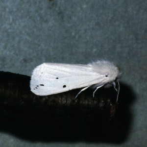 Water Ermine (Spilosoma urticae)