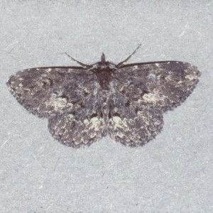 Waved Black (Parascotia fuliginaria)