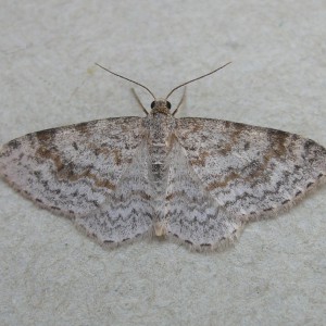 Waved Carpet (Hydrelia sylvata)