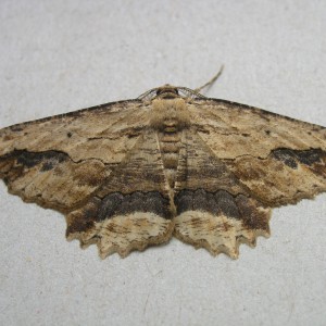 Waved Umber (Menophra abruptaria)