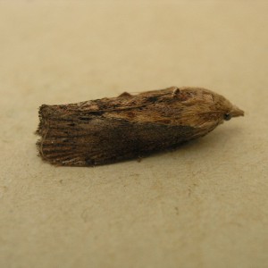 Wax Moth (Galleria mellonella)