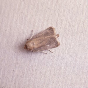 Webb's Wainscot (Globia sparganii)