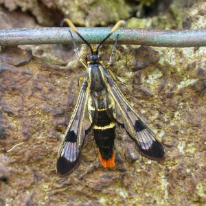 Welsh Clearwing (Synanthedon scoliaeformis)