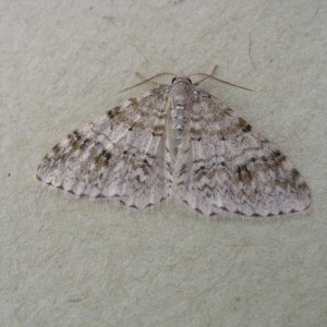 Welsh Wave (Venusia cambrica)