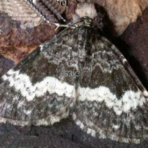 White-banded Carpet (Spargania luctuata)