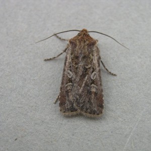 White-line Dart (Euxoa tritici)