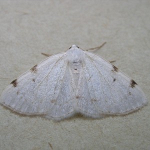White-pinion Spotted (Lomographa bimaculata)