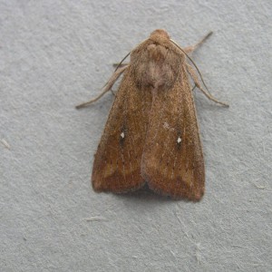 White-point (Mythimna albipuncta)