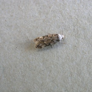 White-shouldered House-moth (Endrosis sarcitrella)