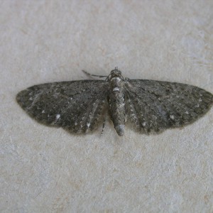 White-spotted Pug (Eupithecia tripunctaria)