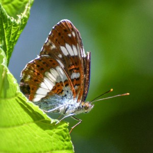 White Admiral (Limenitis camilla)