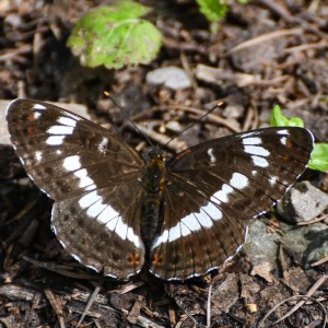 White Admiral (Limenitis camilla)