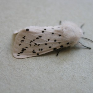 White Ermine (Spilosoma lubricipeda)