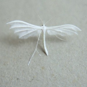 White Plume Moth (Pterophorus pentadactyla)