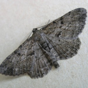 Willow Beauty (Peribatodes rhomboidaria)