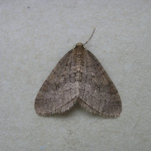 Winter Moth (Operophtera brumata)