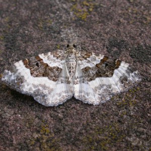 Wood Carpet (Epirrhoe rivata)