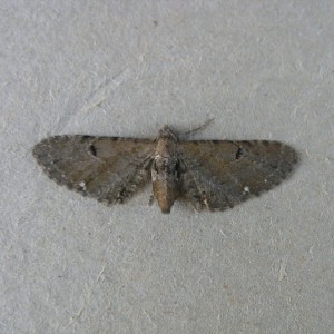 Wormwood Pug (Eupithecia absinthiata)