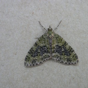 Yellow-barred Brindle (Acasis viretata)