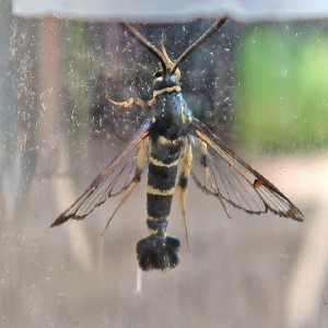 Yellow-legged Clearwing (Synanthedon vespiformis)