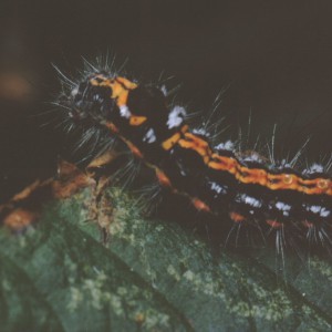 Yellow-tail (Euproctis similis)