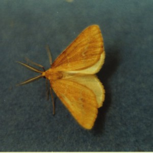 Yellow Belle (Aspitates ochrearia)