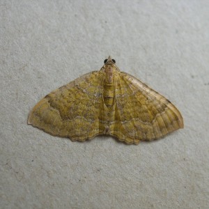 Yellow Shell (Camptogramma bilineata)