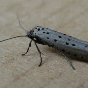 (Yponomeuta sedella)