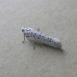 Spindle Ermine (Yponomeuta cagnagella)