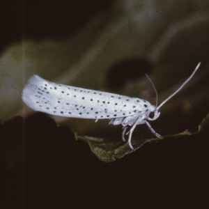 Bird-cherry Ermine (Yponomeuta evonymella)