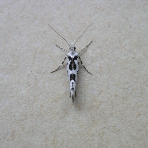 (Ypsolopha sequella)