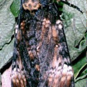 Death's-head Hawk-moth (Acherontia atropos)